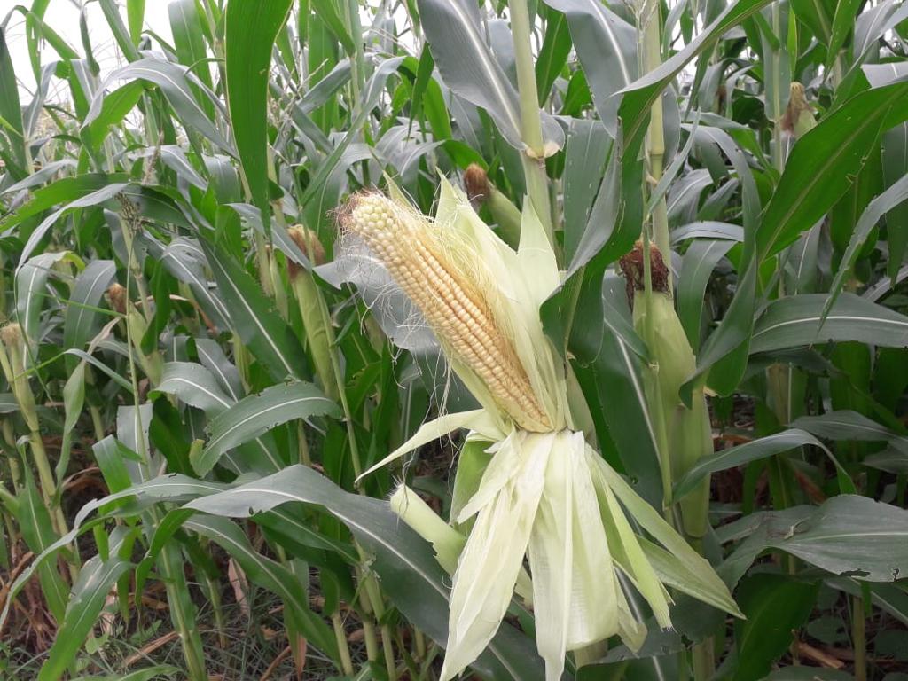 corn farming